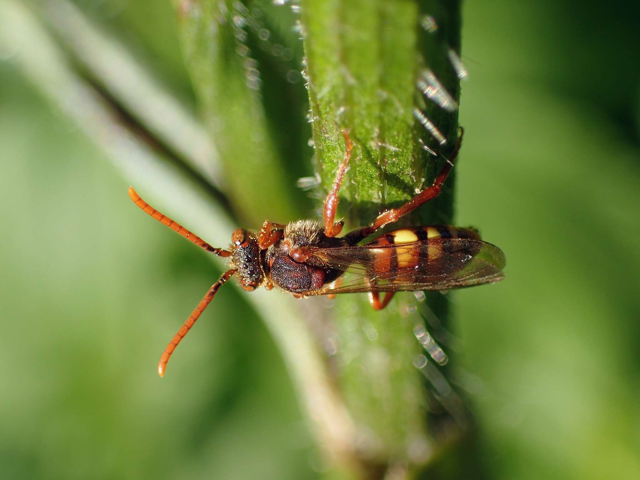 Image of Nomada flava Panzer 1798