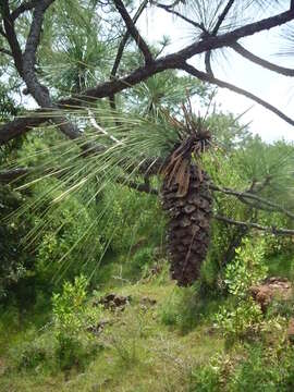 Image of Michoacán Pine