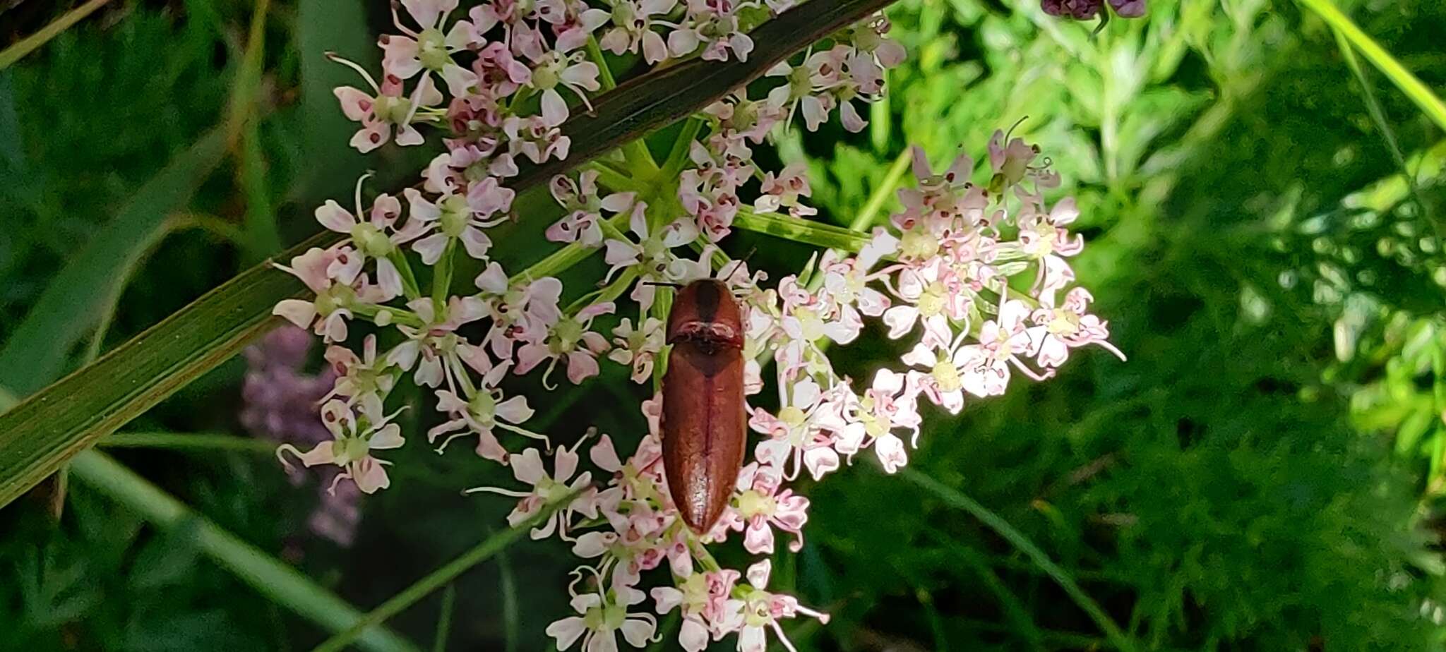 Plancia ëd Sericus brunneus (Linnaeus 1758)