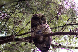 Image of Rufous-banded Owl