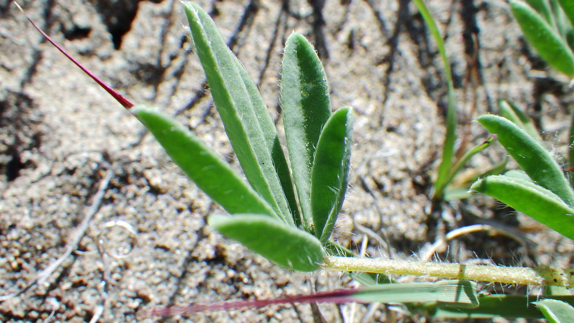 Image of rusty lupine