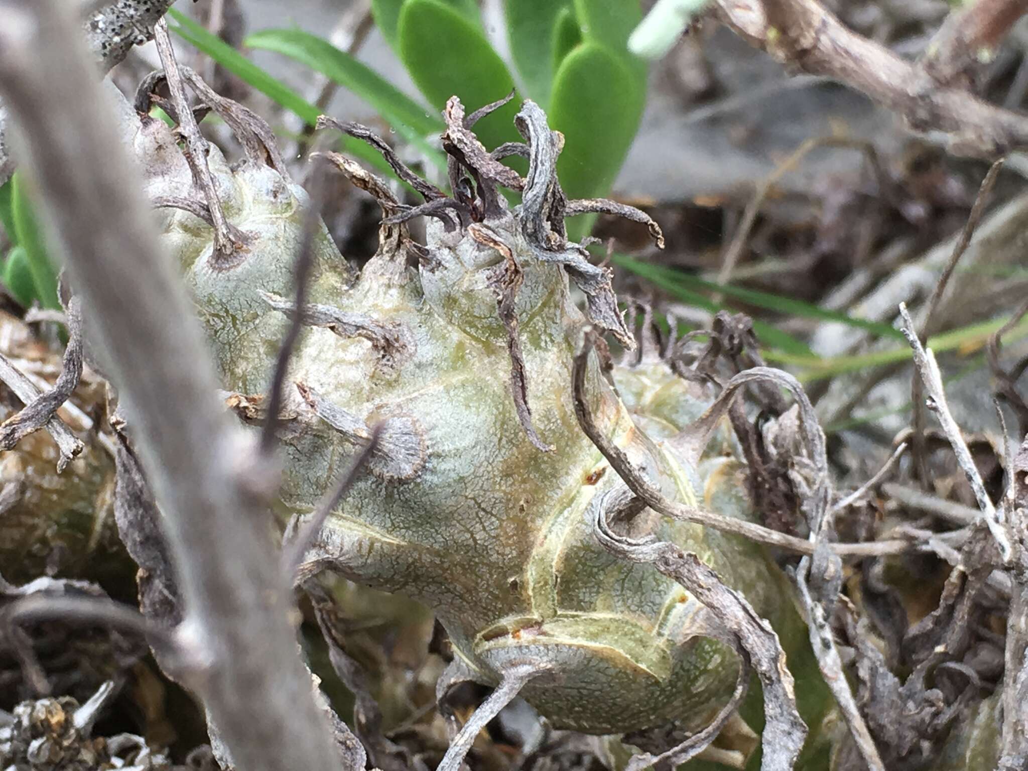 Imagem de Tylecodon grandiflorus (Burm. fil.) H. Tölken