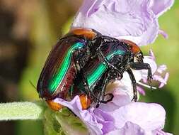 Image of Amethyst Fruit Chafer