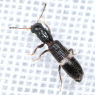 Image of Checkered beetle