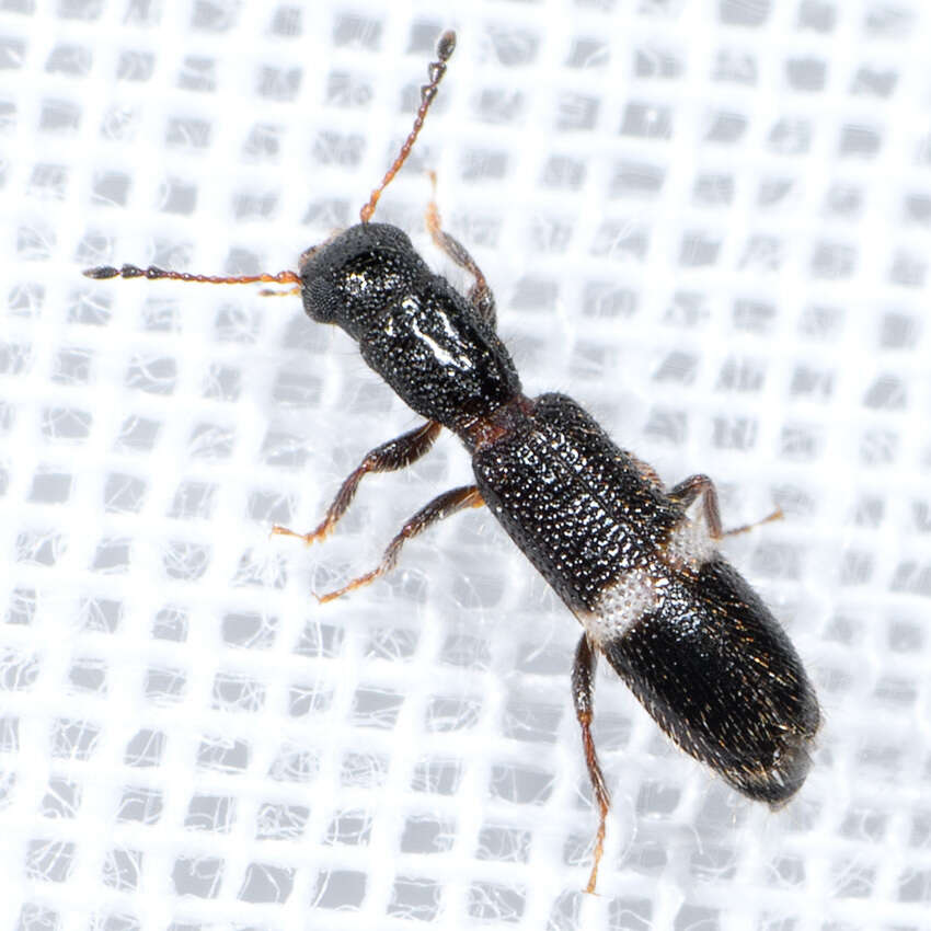 Image of Checkered beetle