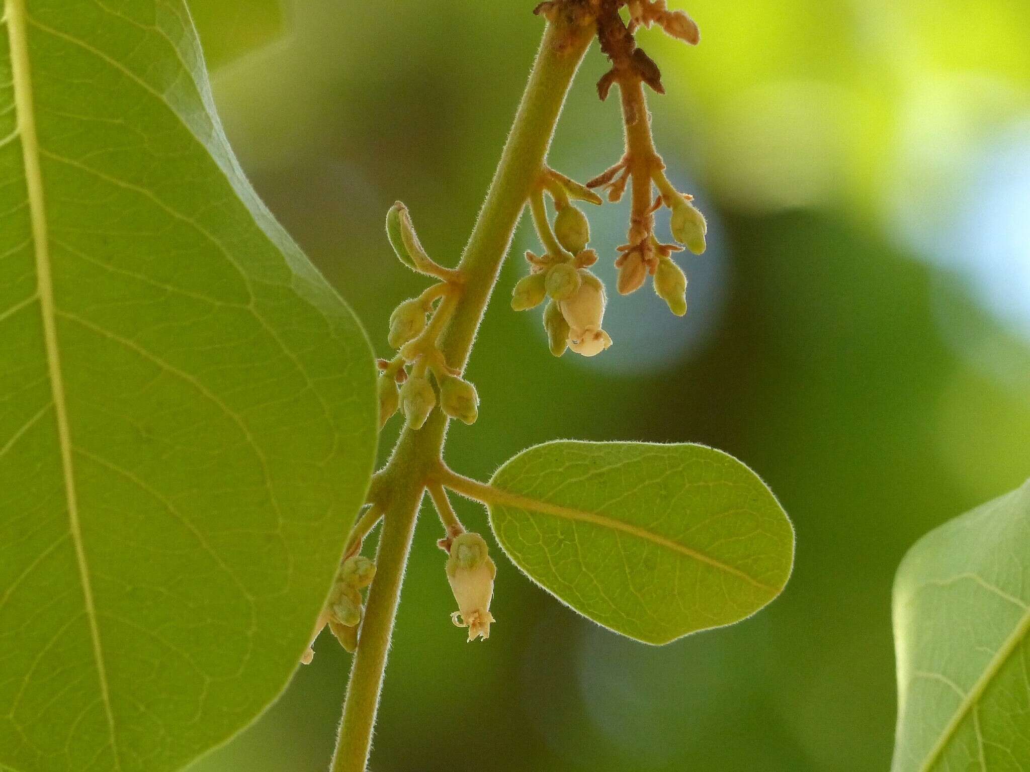 Image de Diospyros melanoxylon Roxb.