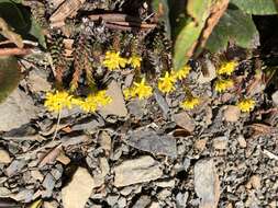 Image of Sedum morrisonense Hayata