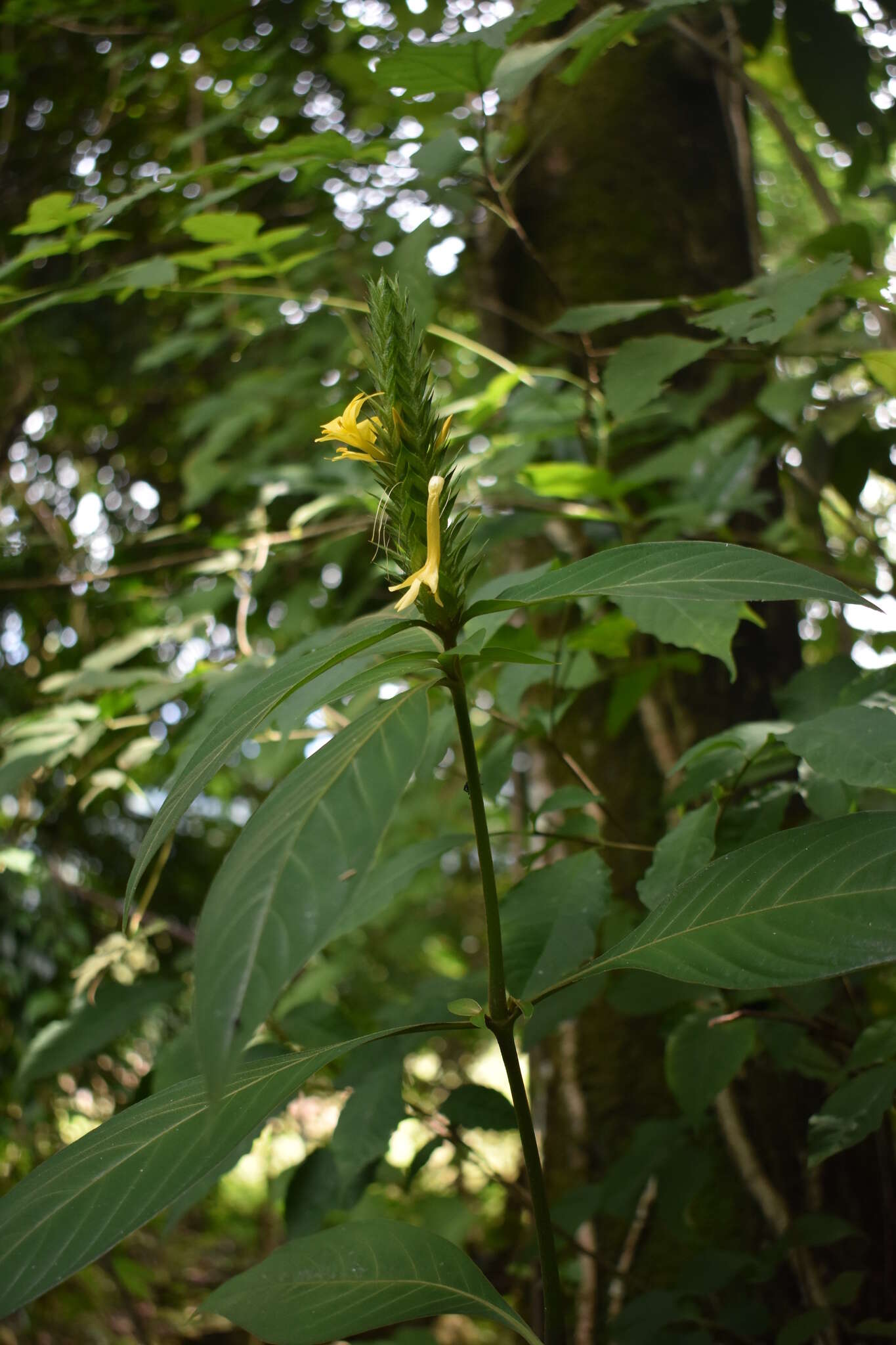 Image of Barleria oenotheroides Dum.-Cours.