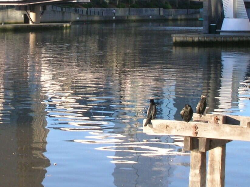 Image of Little Black Cormorant