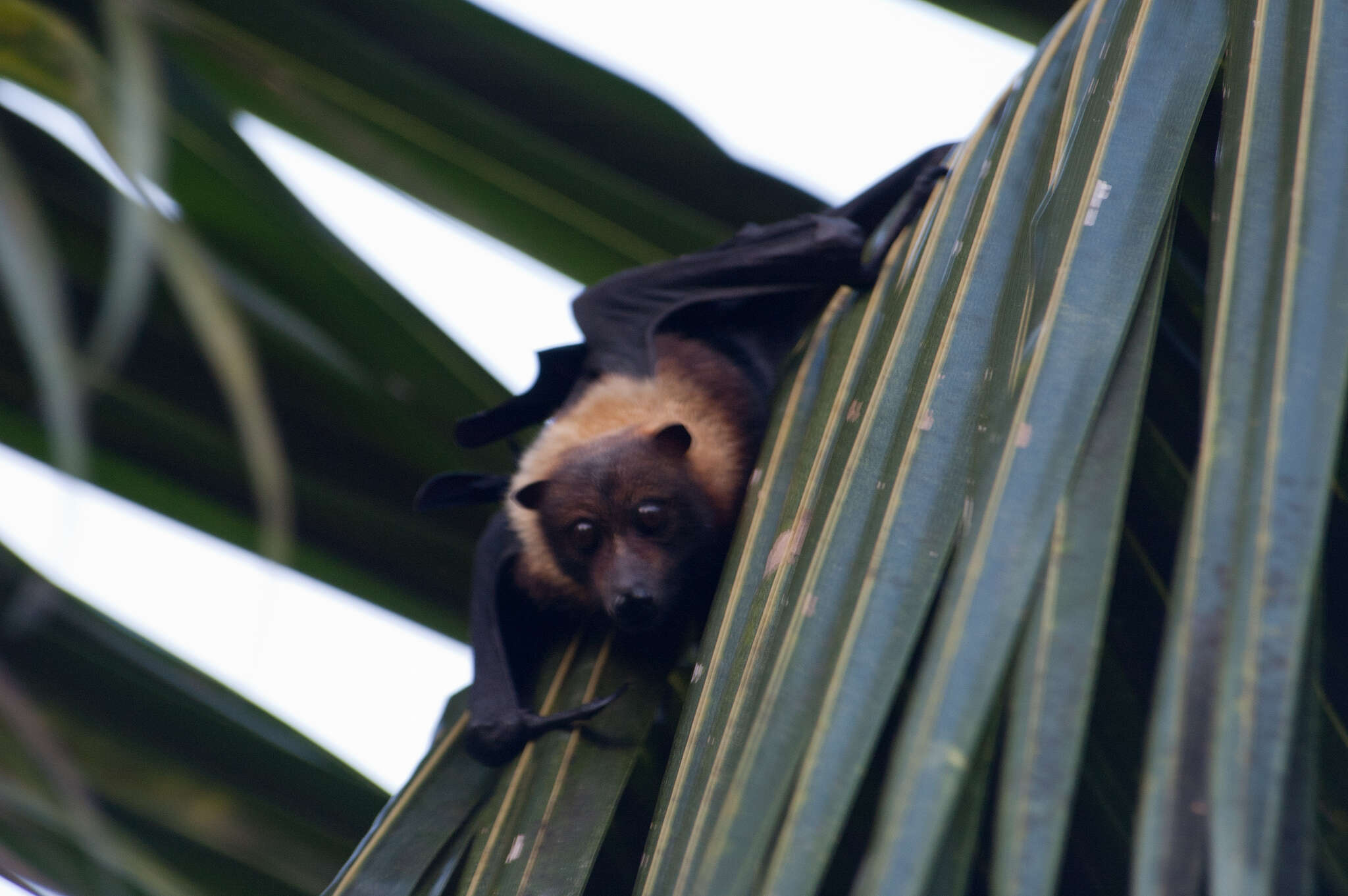 Image of Insular Flying Fox