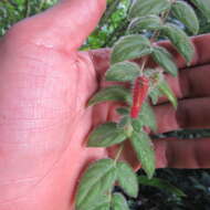 Image of Columnea labellosa H. Karst.