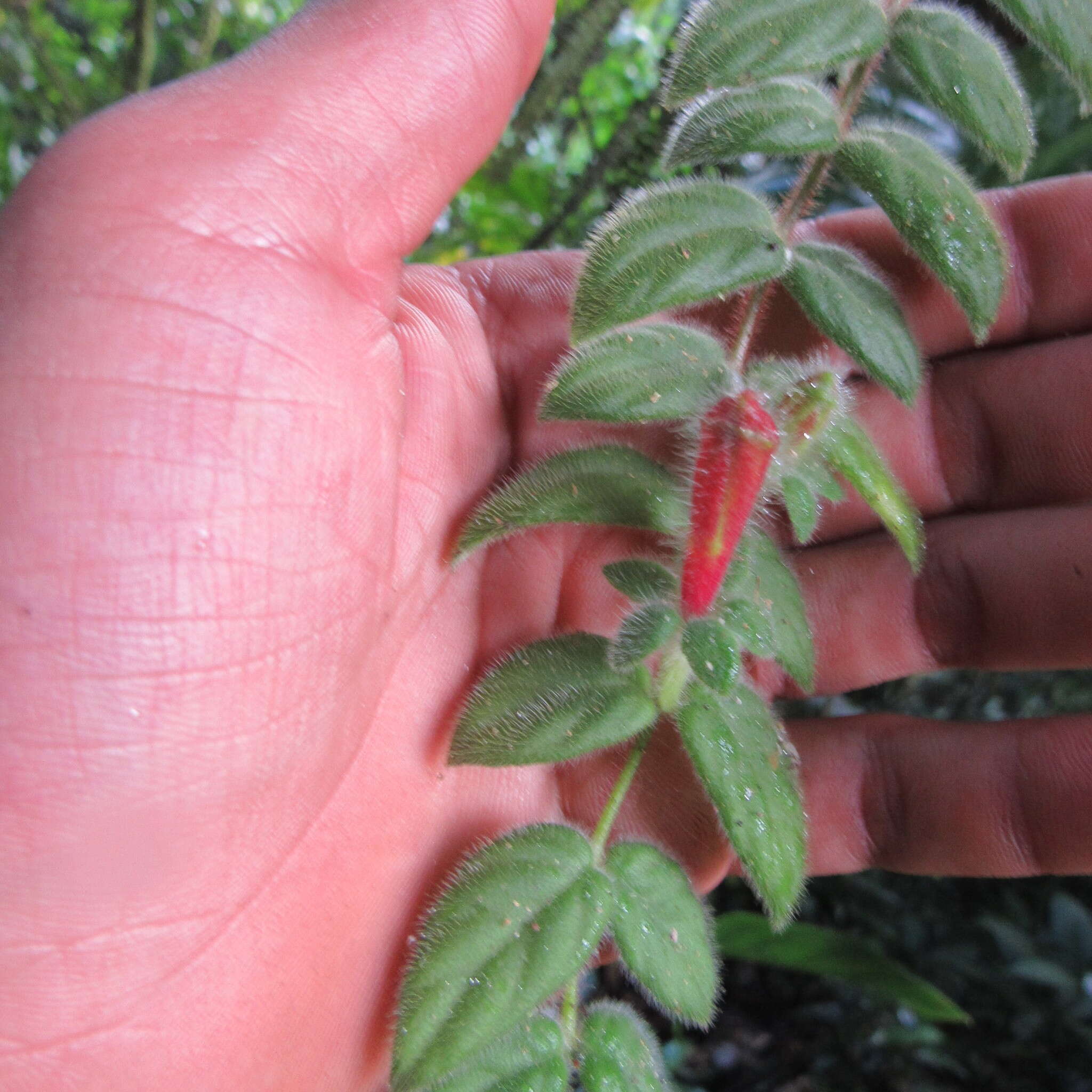 Image of Columnea labellosa H. Karst.