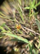 Image of tufted flax