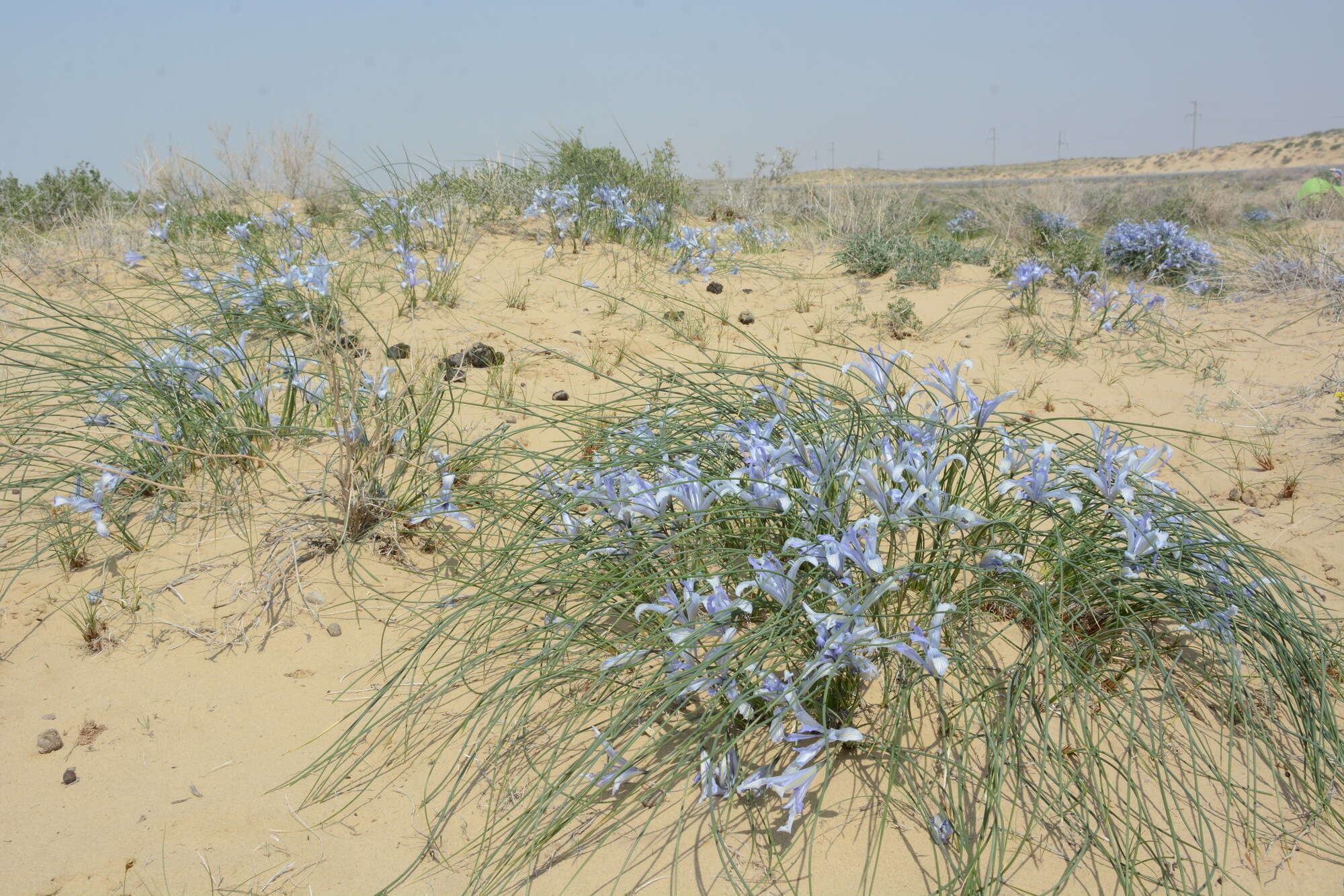 Image of Iris tenuifolia Pall.