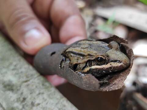 Imagem de Leptodactylus fragilis (Brocchi 1877)