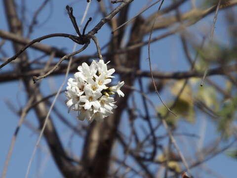 Image de Cordia gerascanthus L.