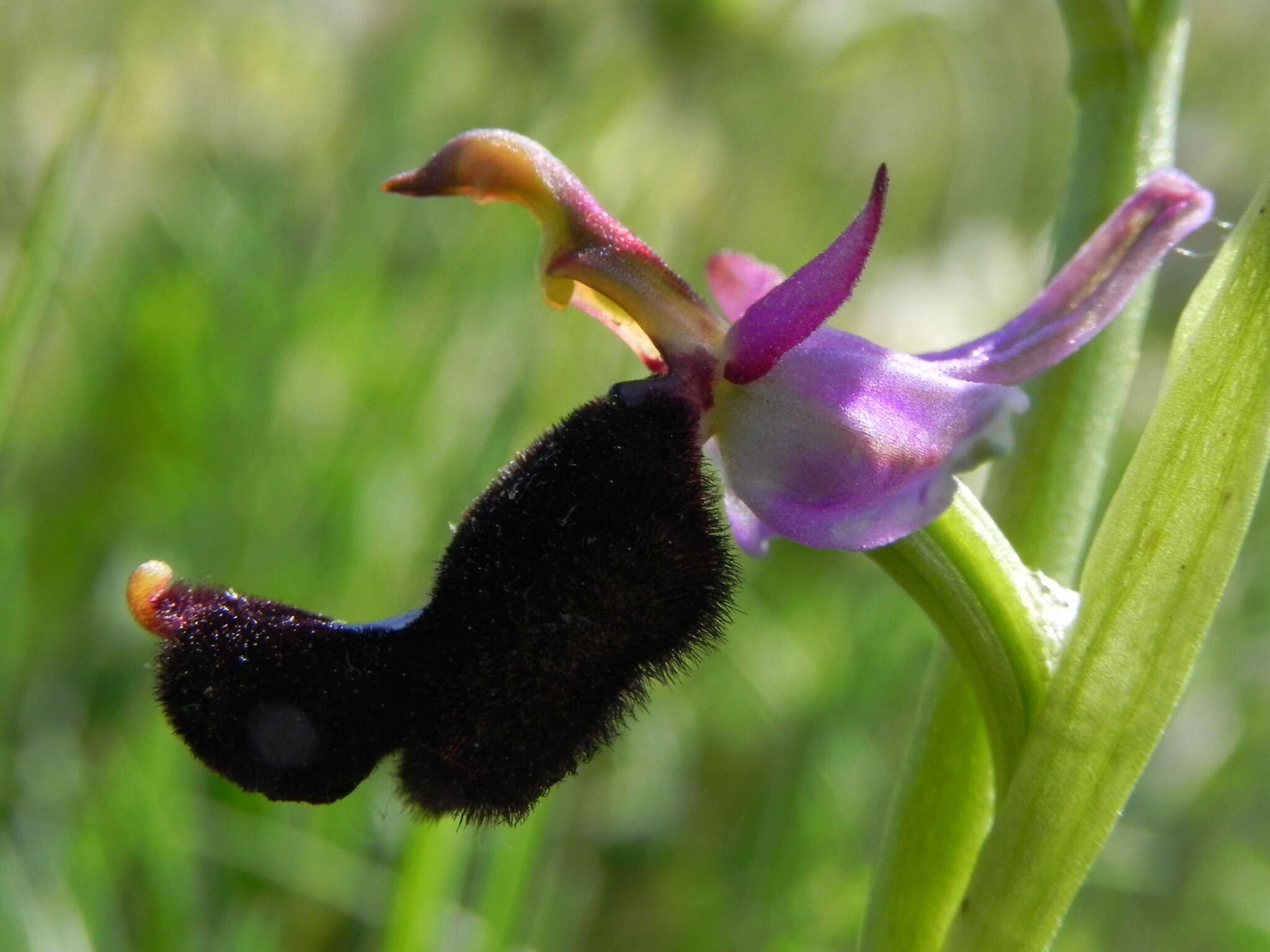 Слика од <i>Ophrys <i>bertolonii</i></i> subsp. bertolonii