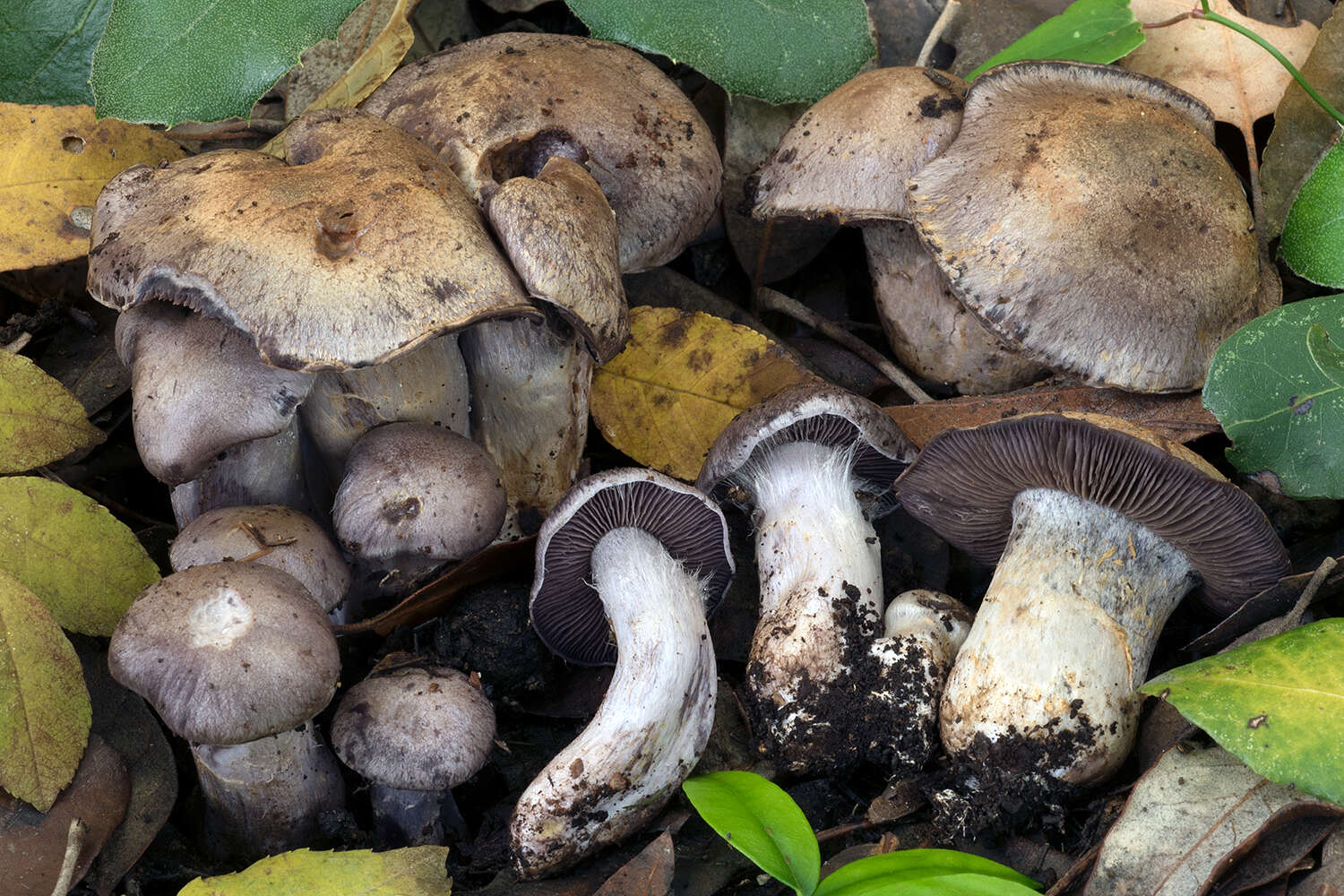 Image of Cortinarius infractus (Pers.) Fr. 1838