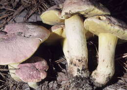 Butyriboletus pseudoregius (Heinr. Huber) D. Arora & J. L. Frank 2014 resmi