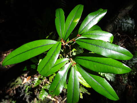 Image of Erythroxylum laurifolium Lam.