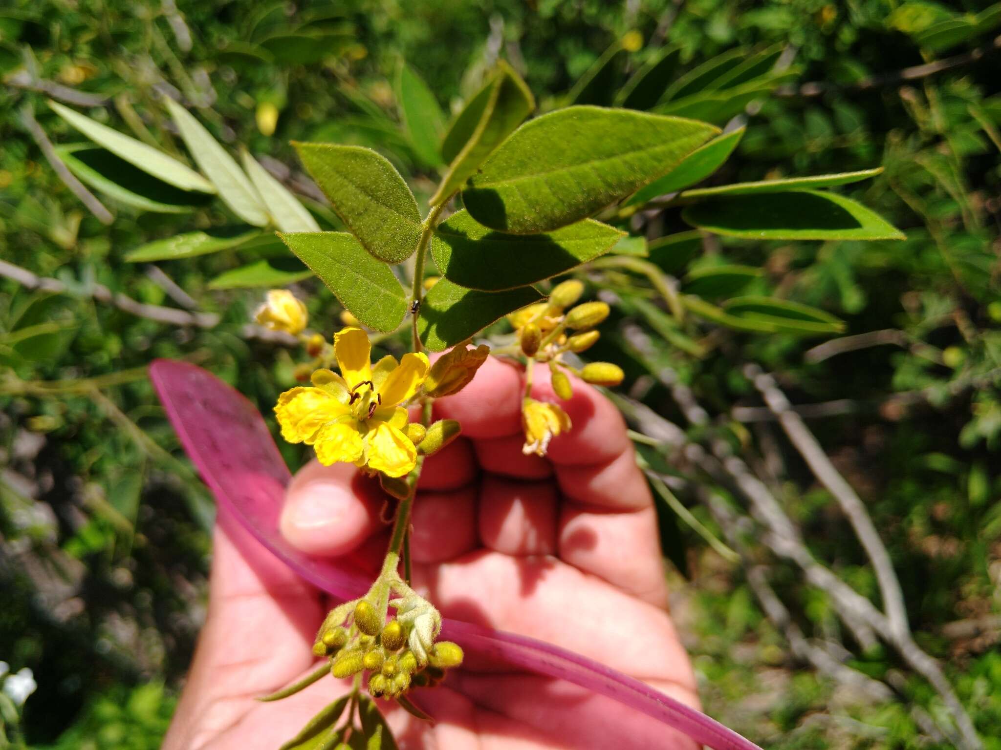 Senna villosa (Mill.) H. S. Irwin & Barneby resmi