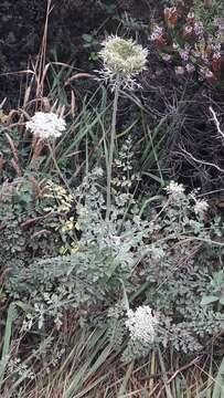 Image of Daucus carota subsp. gummifer (Syme) Hook. fil.