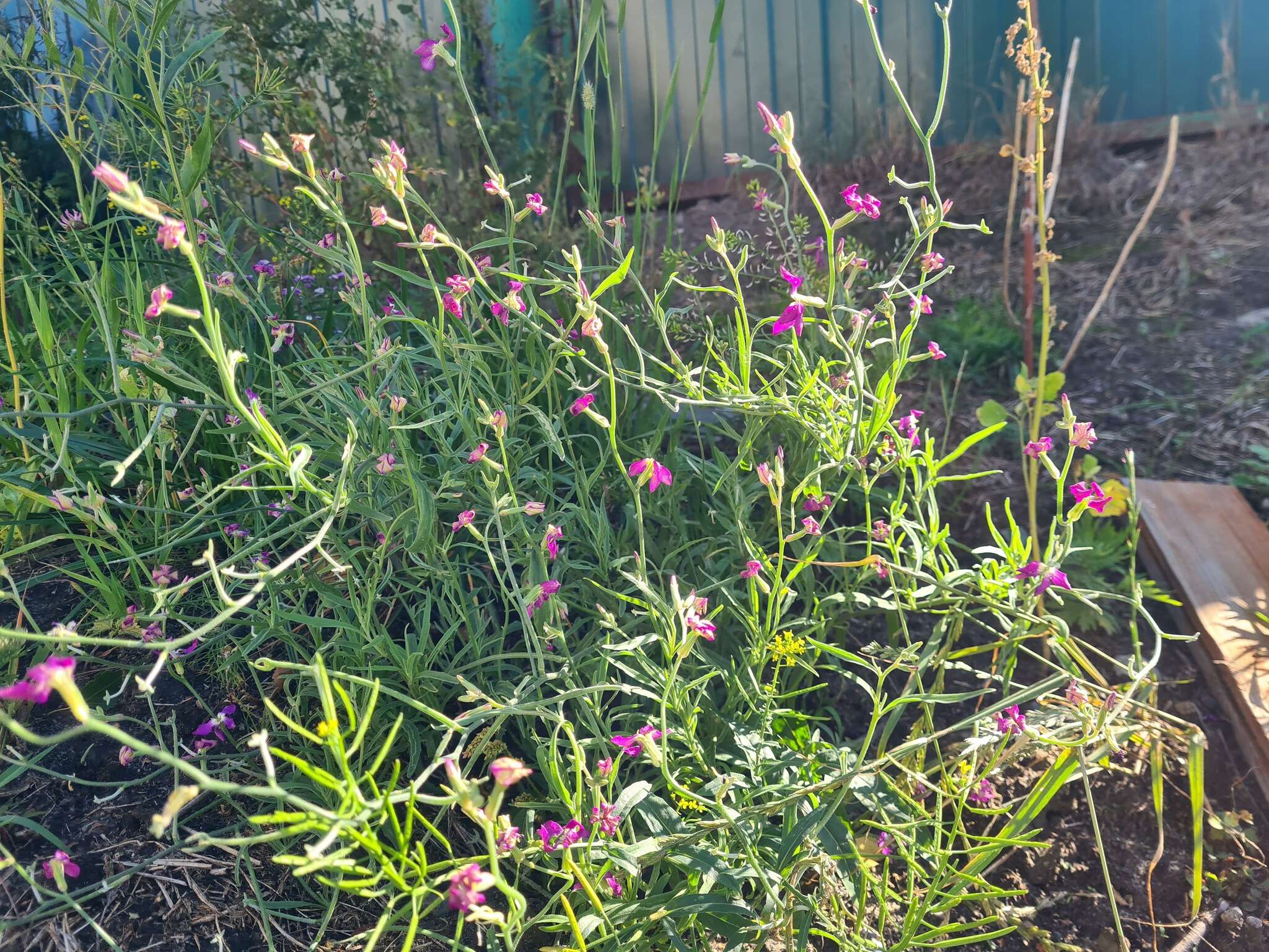 Image of Matthiola longipetala subsp. longipetala