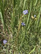 Image of bigroot blue-eyed grass