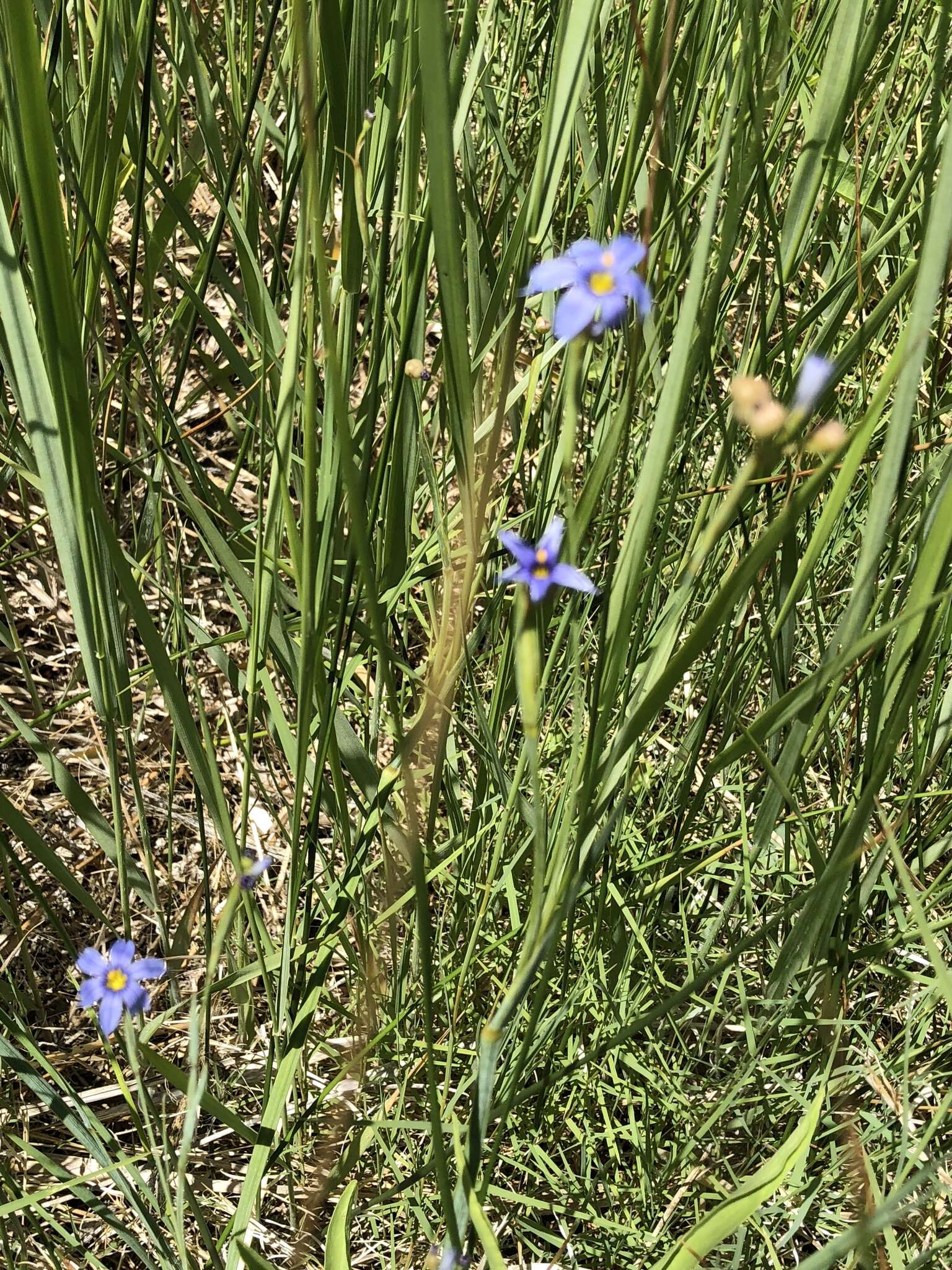 Imagem de Sisyrinchium radicatum E. P. Bicknell