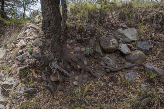 Crotalus lepidus klauberi Gloyd 1936 resmi