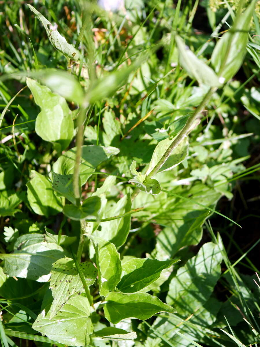 Image of Valeriana montana L.