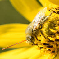 Image of Agile Long-horned Bee