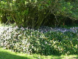 Image de Plectranthus ciliatus E. Mey.