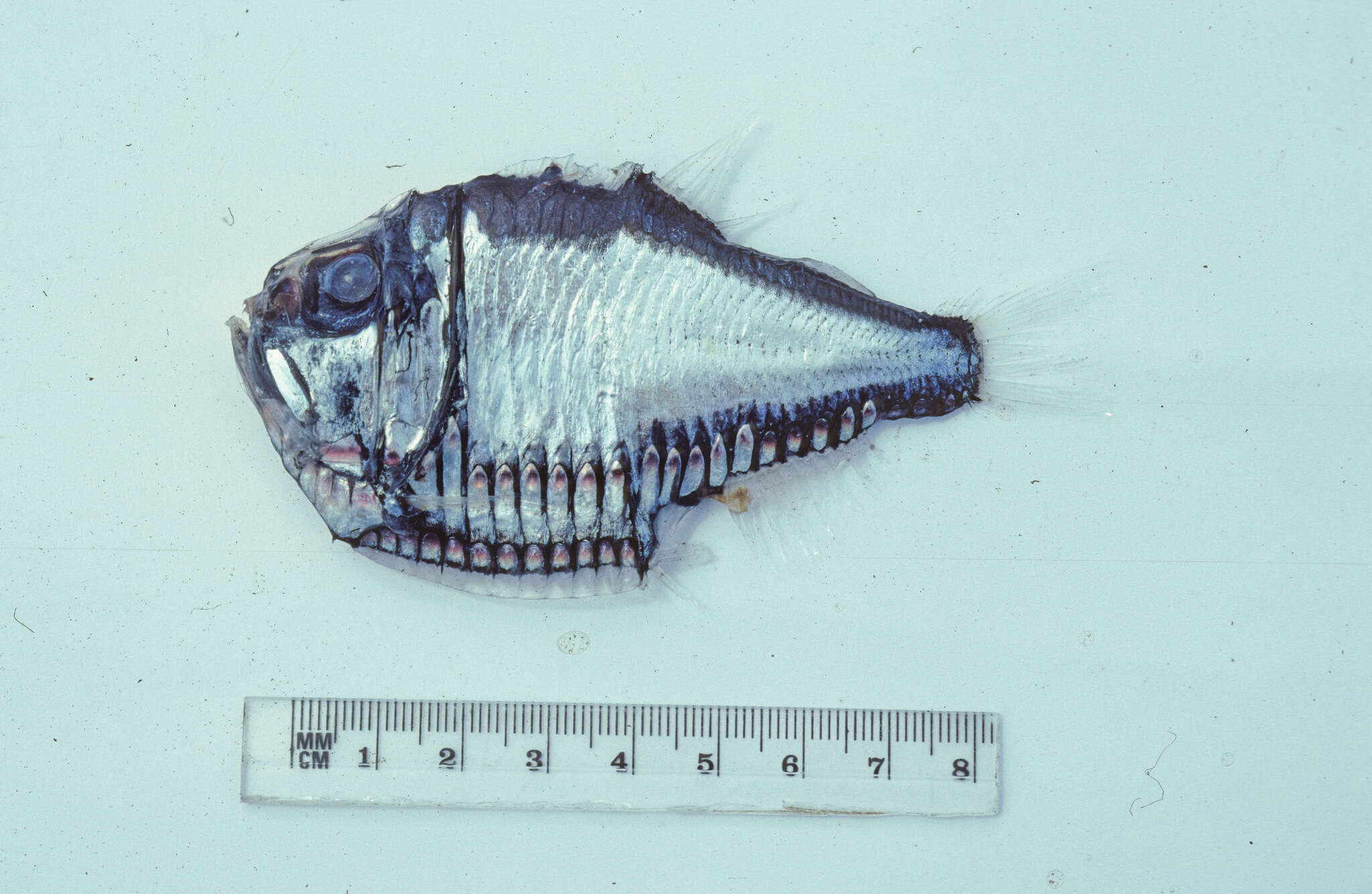 Image of Giant Hatchetfish