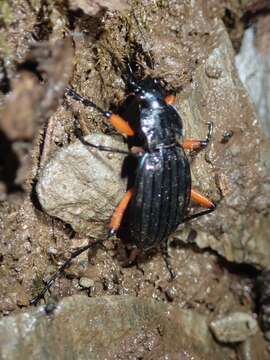 Carabus (Ctenocarabus) galicianus Gory 1839 resmi