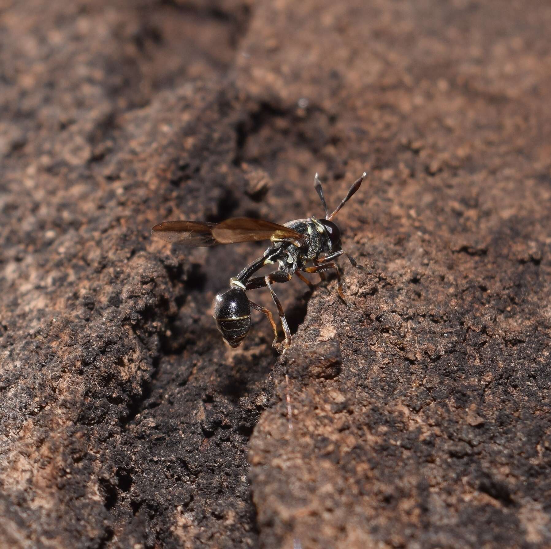 Image of <i>Polybiomyia pedicellata</i>