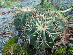 Ferocactus glaucescens (DC.) Britton & Rose resmi