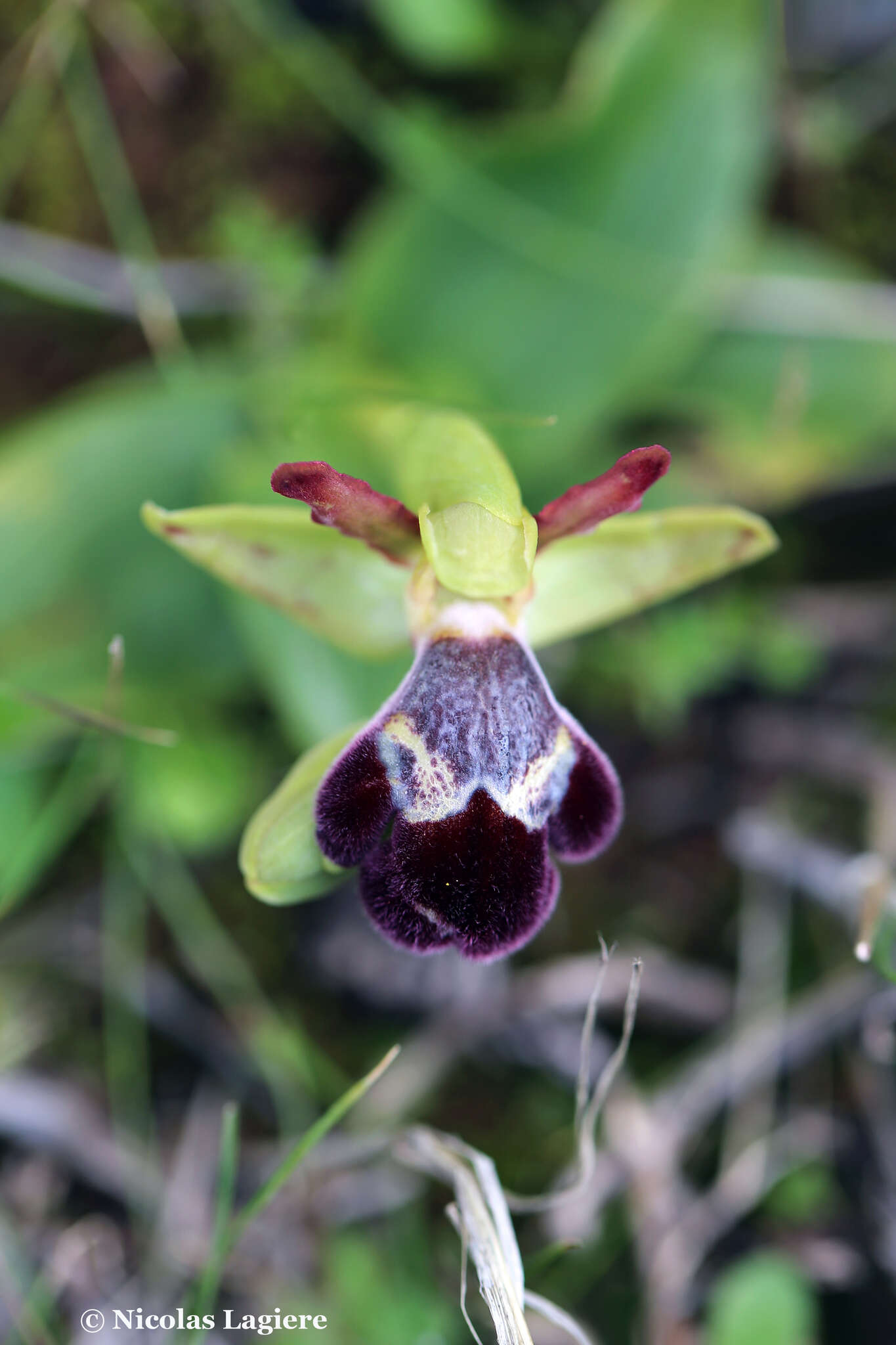 Image of Ophrys omegaifera var. basilissa (C. Alibertis, A. Alibertis & H. R. Reinhard) Faurh.