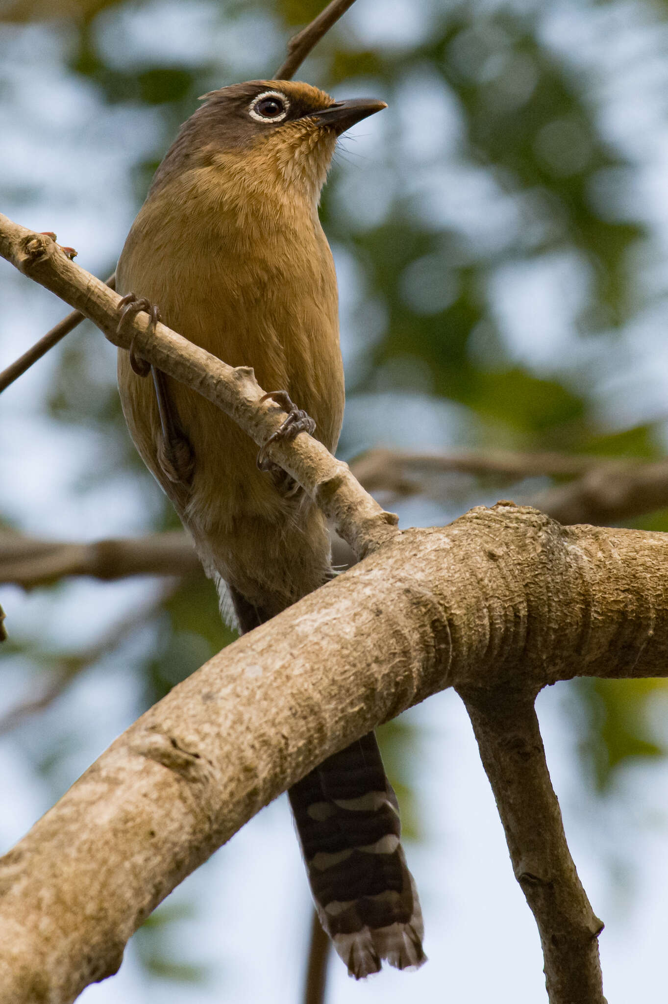 Image of Spectacled Barwing