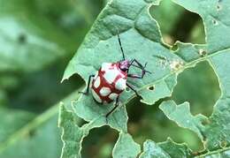 Stiretrus decemguttatus (Lepeletier & Serville 1828) resmi