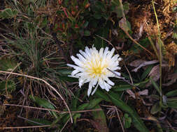 Image de Hypochaeris sessiliflora Kunth