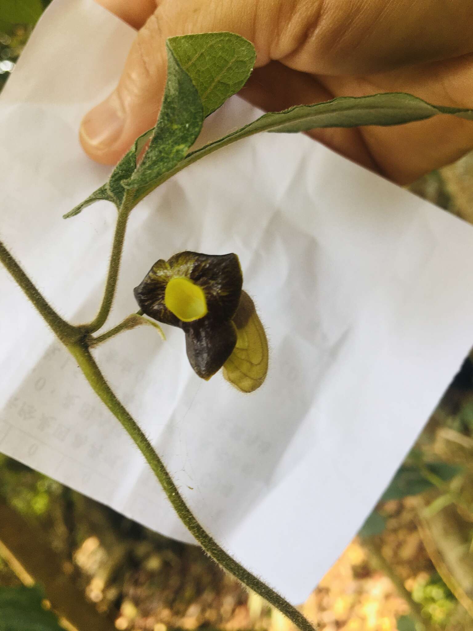 Plancia ëd Aristolochia kaempferi Willd.