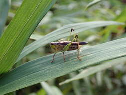 Image of Conocephalus (Anisoptera) melaenus (Haan 1843)