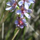 صورة Thelymitra canaliculata R. Br.