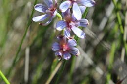 صورة Thelymitra canaliculata R. Br.