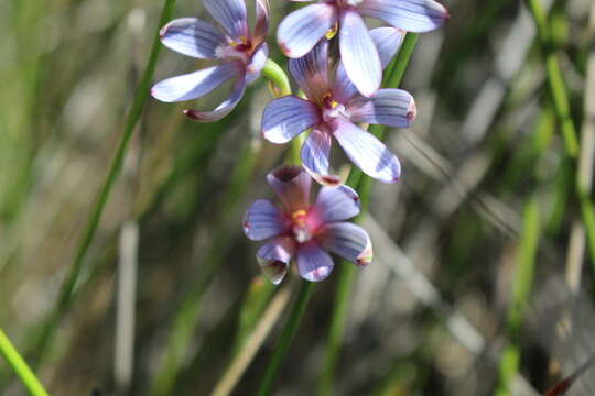 Image of Flushed sun orchid