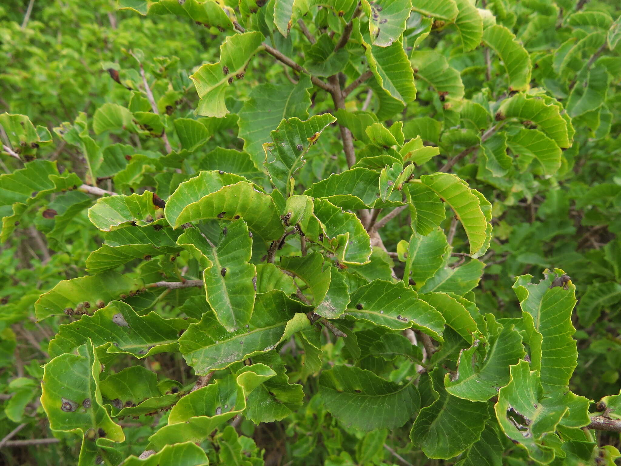 Image of Schinus latifolius (Gillies ex Lindl.) Engl.