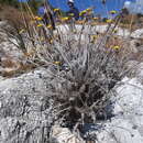 Image de Helichrysum manopappoides Humbert