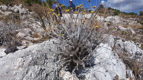 Слика од Helichrysum manopappoides Humbert