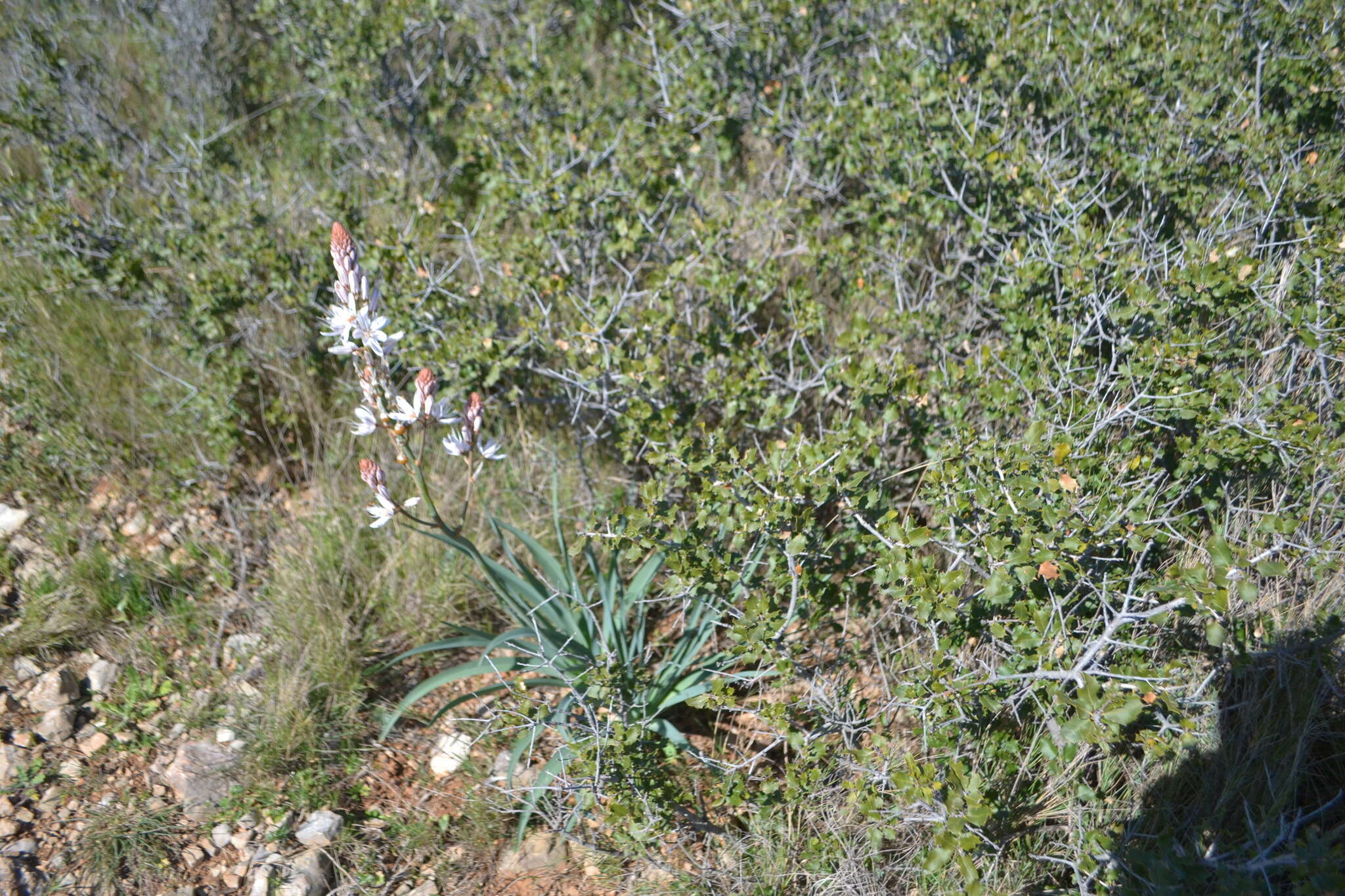 Image of Asphodelus cerasiferus J. Gay